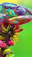 descargar wallpaper de animales